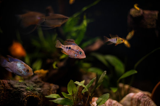 Ellioti Cichlid