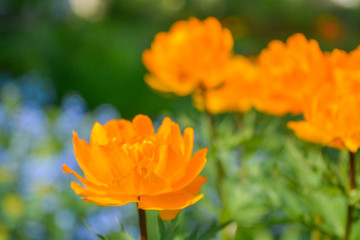 Blooming orange meadow flower in the garden