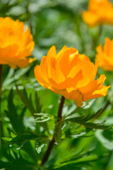 Blooming orange meadow flower in the garden