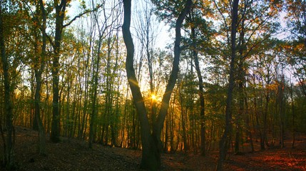 Autumn in the yellowed forest