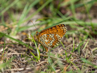 Fototapeta premium Glanville Fritillary (Melitaea cinxia ) butterfly. Hutchinson's Bank, Surrey