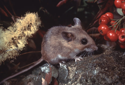 White-Footed Mouse (Peromyscus Leucopus)