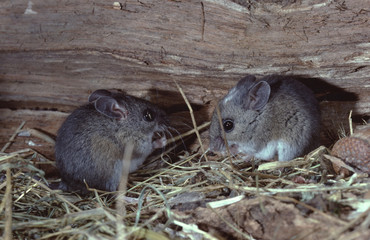 White-Footed Mouse (Peromyscus Leucopus)