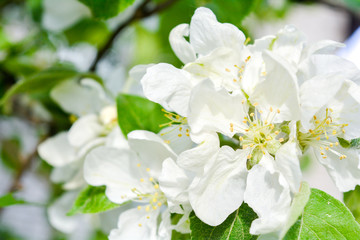 Fototapeta na wymiar Close up Apple tree branch with white flowers