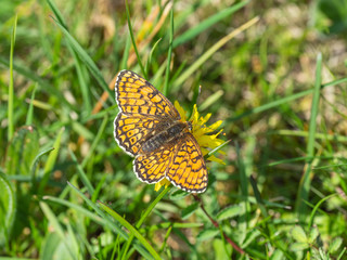 Glanville Fritillary (Melitaea cinxia ) butterfly on a dandelion.