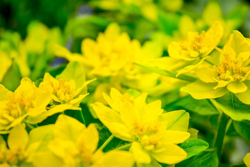 Obraz na płótnie Canvas Blooming little yellow meadow flower in the garden