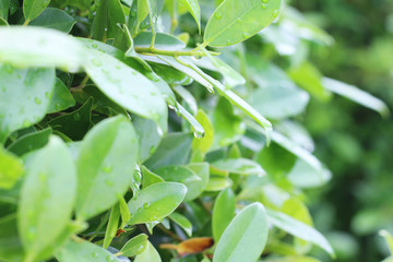 Drops of water on the green leaves