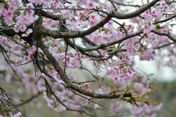 Cherry blossoms are bloomig.