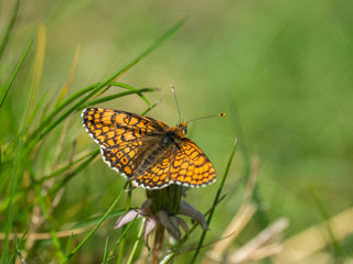Naklejka premium Glanville Fritillary (Melitaea cinxia ) butterfly. Hutchinson's Bank, Surrey