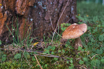 Large boletus in forest, edible mushroom porcini with sun leaks effect. Banner. Copy space.