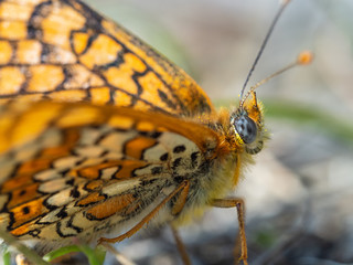 Glanville Fritillary (Melitaea cinxia ) butterfly. Hutchinson's Bank, Surrey