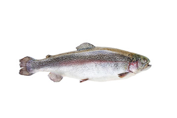Rainbow trout fish isolated on white
