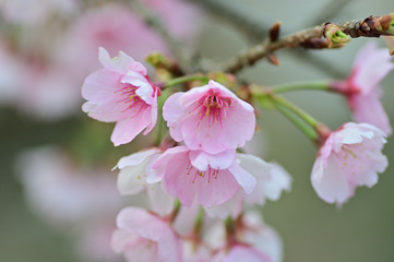 Fototapeta premium Cherry blossoms are bloomig.