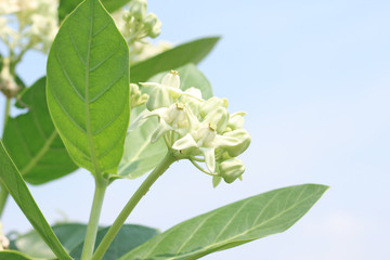 white calotropis gigantea flower in the garden