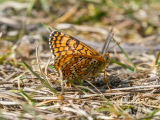 Obraz premium Glanville Fritillary (Melitaea cinxia ) butterfly. Hutchinson's Bank, Surrey