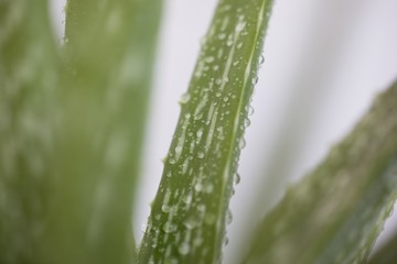AloeVera