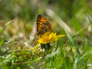 Glanville Fritillary (Melitaea cinxia ) butterfly on a dandelion.