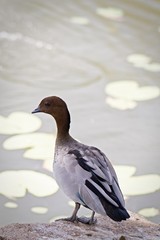 Duck