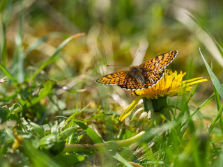 Glanville Fritillary (Melitaea cinxia ) butterfly on a dandelion. © Stephan Morris 