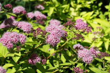 Decorative plant spiraea japonica for landscape design