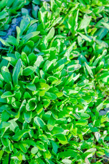 Fresh green foliage grass in the meadow with Shallow Dof