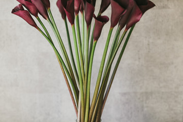 A bouquet of burgundy callas close up