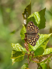 Obraz na płótnie Canvas Speckled Wood Butterfly ( Pararge aegeria ) resting on a leaf
