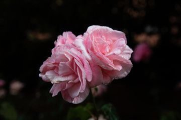 Beautiful pink roses