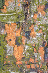 Texture of tree bark with green moss