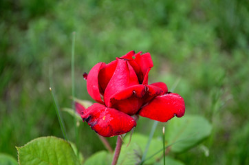 Red rose in the garden, sunny day.