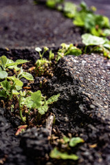 Green plants growing in asphalt, power of nature