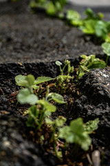 Green plants growing in asphalt, power of nature