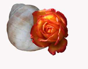Rosen-Schnecke