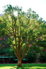 Big tree in zion national park