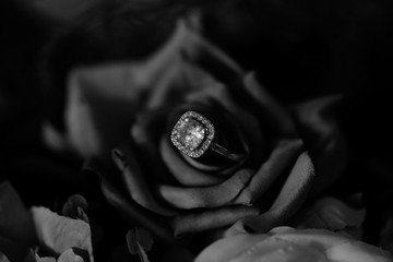 Black and White Diamond in flower