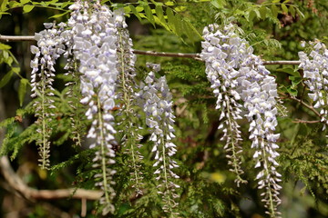 Wisteria flower