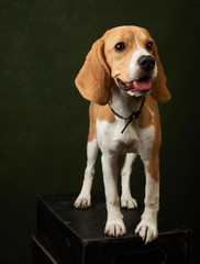 Cute Beagle dog portrait on dark background with copy space, close-up