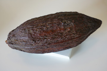 Large ripe chocolate cocoa pod