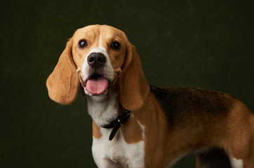Beagle dog portrait on dark background with copy space, close-up
