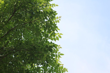 leaf texture background, copy space.