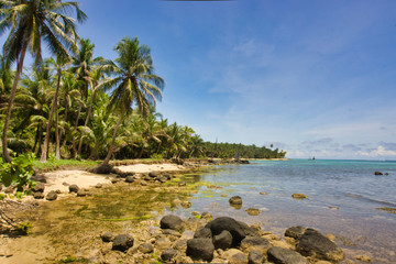mud on the coast of the sea with rocks, coconut palms and blue sky