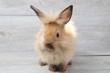 beautiful brown bunny rabbit on wood background