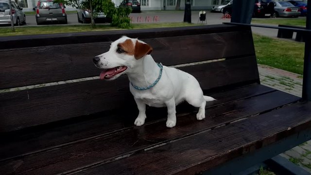 Dog Enjoying The Park In A Swing