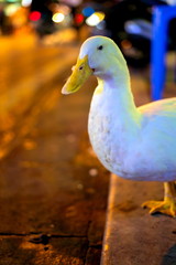 white domestic goose looking at the lens