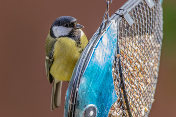 bird on feeder