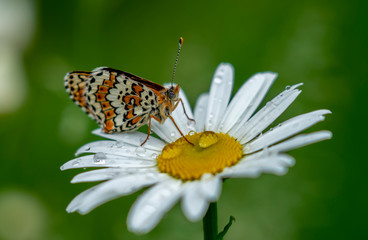 Beautiful butterfly sitting on a Daisy flower in the rain drops on a blurred green background
