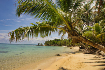 Obraz na płótnie Canvas beautiful photo of the beach covered by a coconut palm tree on a sunny day