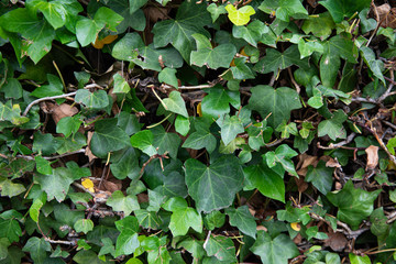 Tree leaves that form a wall