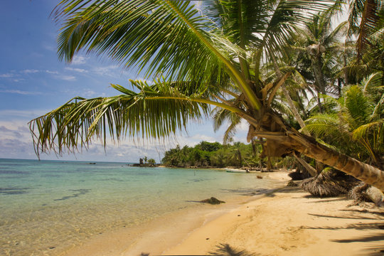 beautiful photo of the beach covered by a coconut palm tree on a sunny day