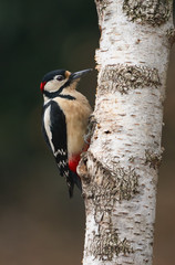 Male great-spotted woodpecker (Dendrocopos major).